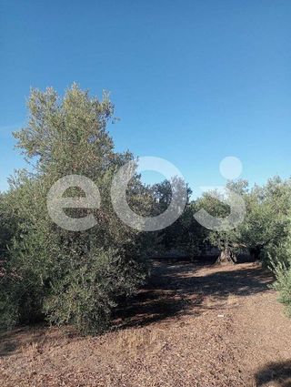 Terreno en venta en Navas de San Juan