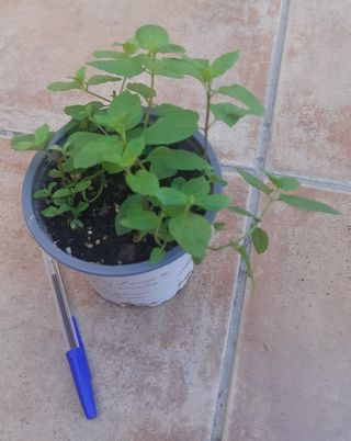 Macetita Hierbabuena-Perejil-Guindilla picante