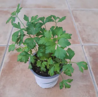 Macetita Hierbabuena-Perejil-Guindilla picante