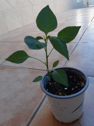 Macetita Hierbabuena-Perejil-Guindilla picante