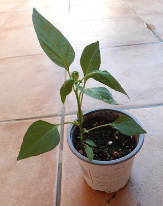 Macetita Hierbabuena-Perejil-Guindilla picante