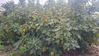 Chalet en venta en Peña de las Águilas en Elche