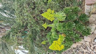 Chalet en venta en Peña de las Águilas en Elche