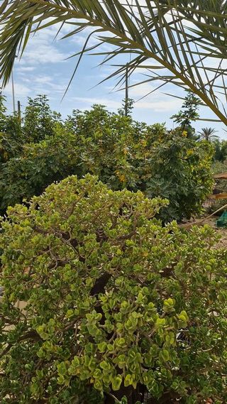 Chalet en venta en Peña de las Águilas en Elche