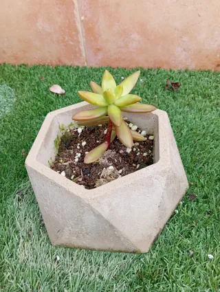 Mini vasi di cemento