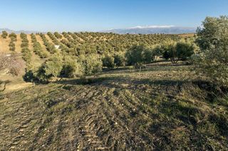 Terreno en venta en Aljomahima - Ermita en Gabias (Las)