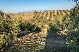 Terreno en venta en Aljomahima - Ermita en Gabias (Las)