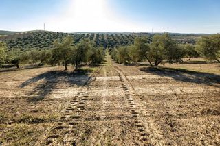 Terreno en venta en Aljomahima - Ermita en Gabias (Las)
