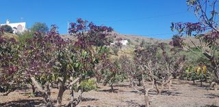 Terreno en venta en Chilches – Cajiz en Vélez-Málaga