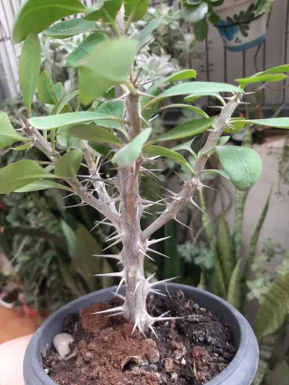 Euphorbia Milii Planta