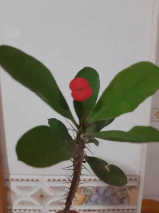 Euphorbia Milii Planta