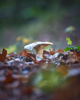 Canon 200mm F4 new FD