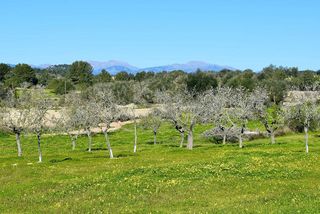 Solar en venta en Porreres