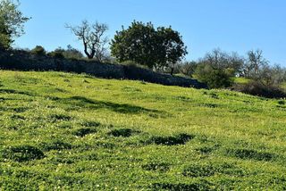 Solar en venta en Porreres