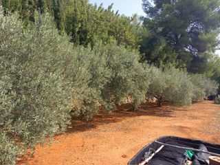 Terreno en venta en Onda