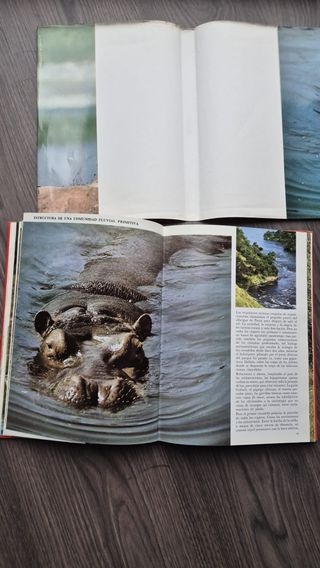 Animales salvajes: De África Oriental