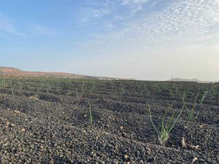 Terreno en venta en Villa de Teguise en Teguise