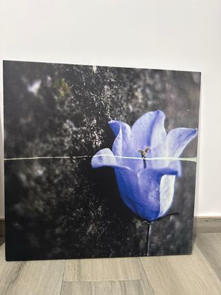 Set de 4 Cuadros Decorativos