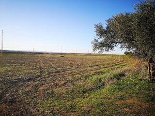 Terreno en venta en Olivenza