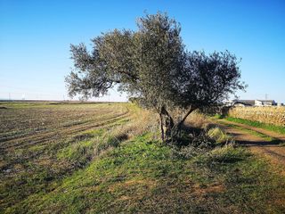 Terreno en venta en Olivenza
