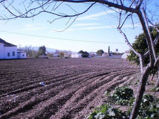 Terreno en venta en Cabra