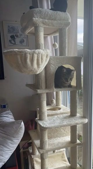 Árbol para Gatos Grande 170cm Nuevo en Caja