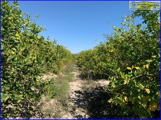 Terreno en venta en Abanilla