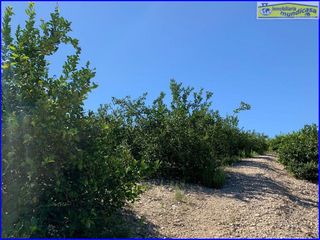 Terreno en venta en Abanilla