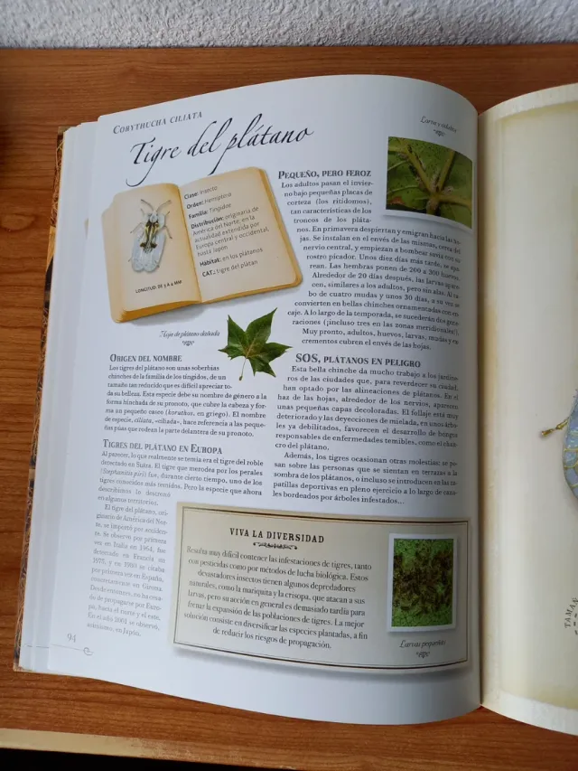 Pequena coleccion de insectos / Small Collectio...