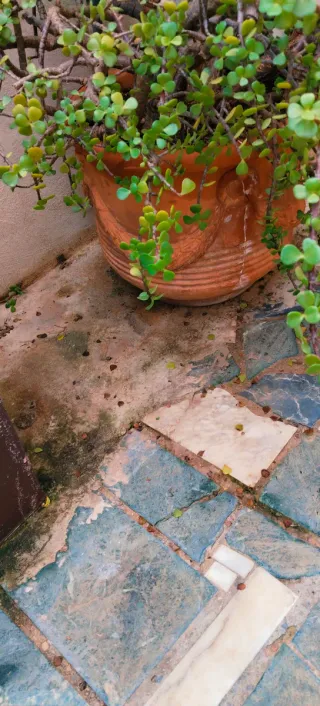 #OFERTA#GRAN PORTULACARIA AFRA XXL