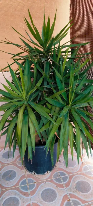 Planta Yuca XXL en maceta