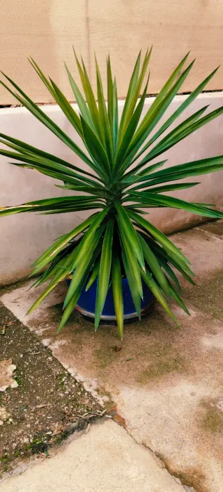 Planta Yuca XXL en maceta