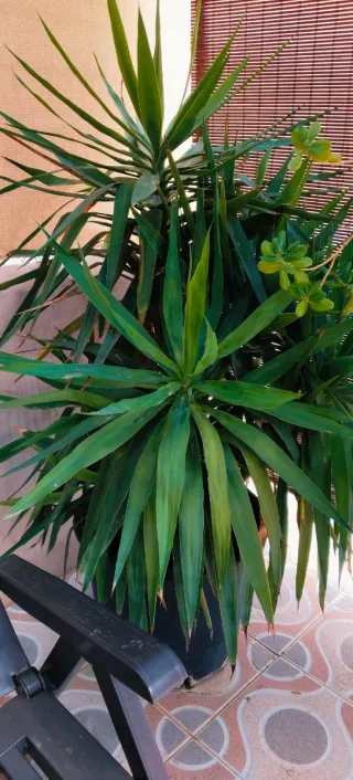 Planta Yuca XXL en maceta