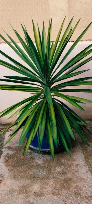 Planta Yuca XXL en maceta