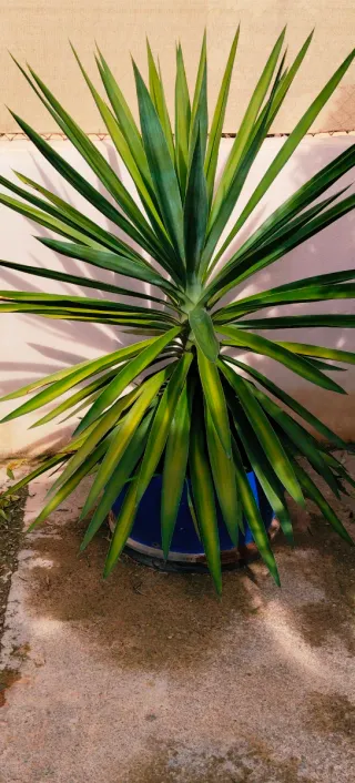 Planta Yuca XXL en maceta