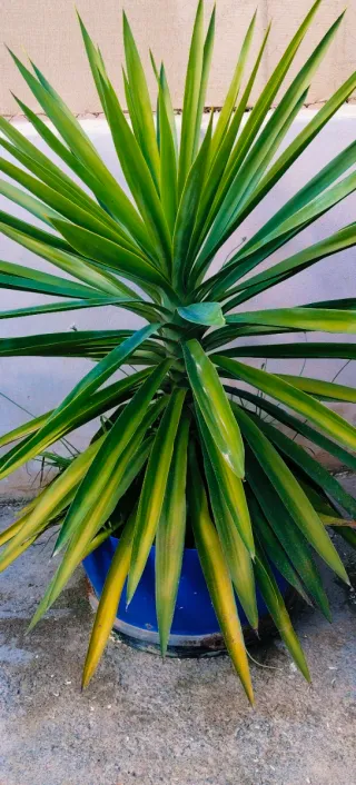 Planta Yuca XXL