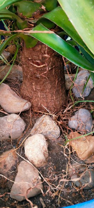 #OFERTA#GRAN PLANTA YUCA XL