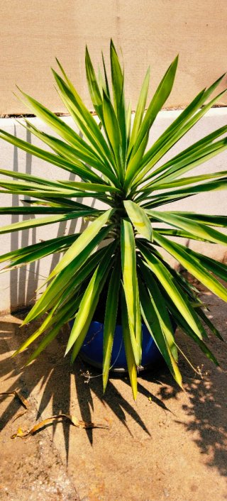 #OFERTA#GRAN PLANTA YUCA XL