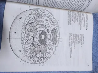The Biology Coloring Book