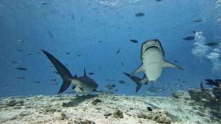 Carcasa Divevolk SeaTouch 4 Max Sumergible