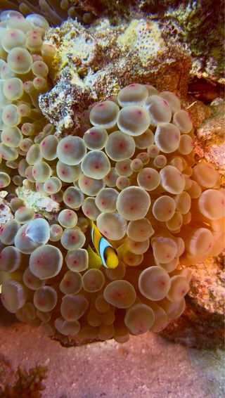 Carcasa Divevolk SeaTouch 4 Max Sumergible