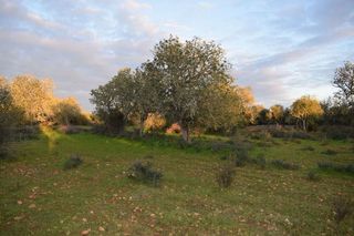 Terreno en venta en Porreres