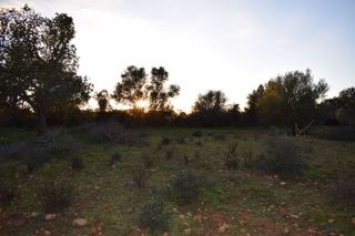 Terreno en venta en Porreres
