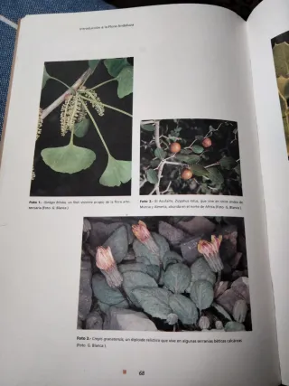 Introducción a la flora andaluza