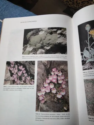 Introducción a la flora andaluza