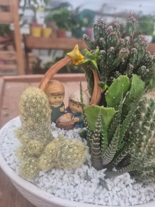 Composizione piante grasse con natività