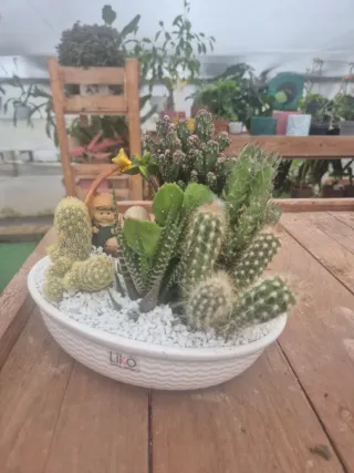 Composizione piante grasse con natività