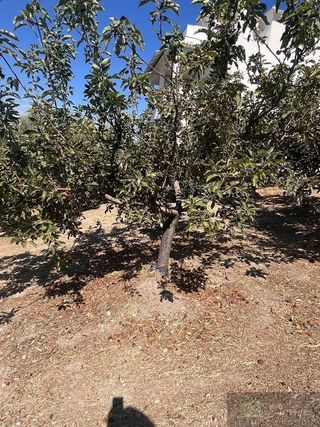 Casa rural en venta en Rute