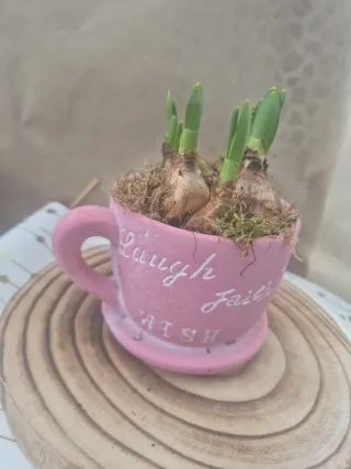 Tazza ceramica con bulbi narcisi