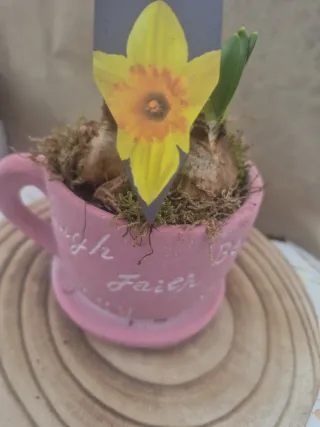 Tazza ceramica con bulbi narcisi